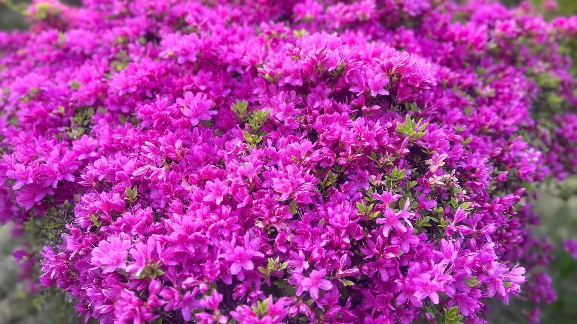 Hakone Fairy Hotel יפן